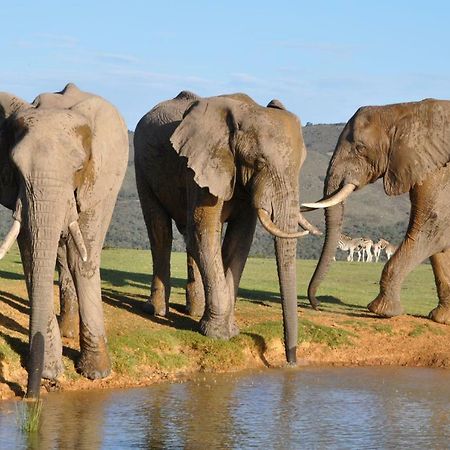 Addo Elephant Lodge & Safaris Kirkwood Ngoại thất bức ảnh