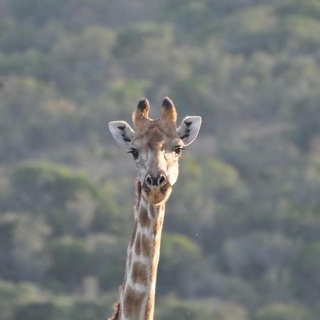 Addo Elephant Lodge & Safaris Kirkwood Ngoại thất bức ảnh