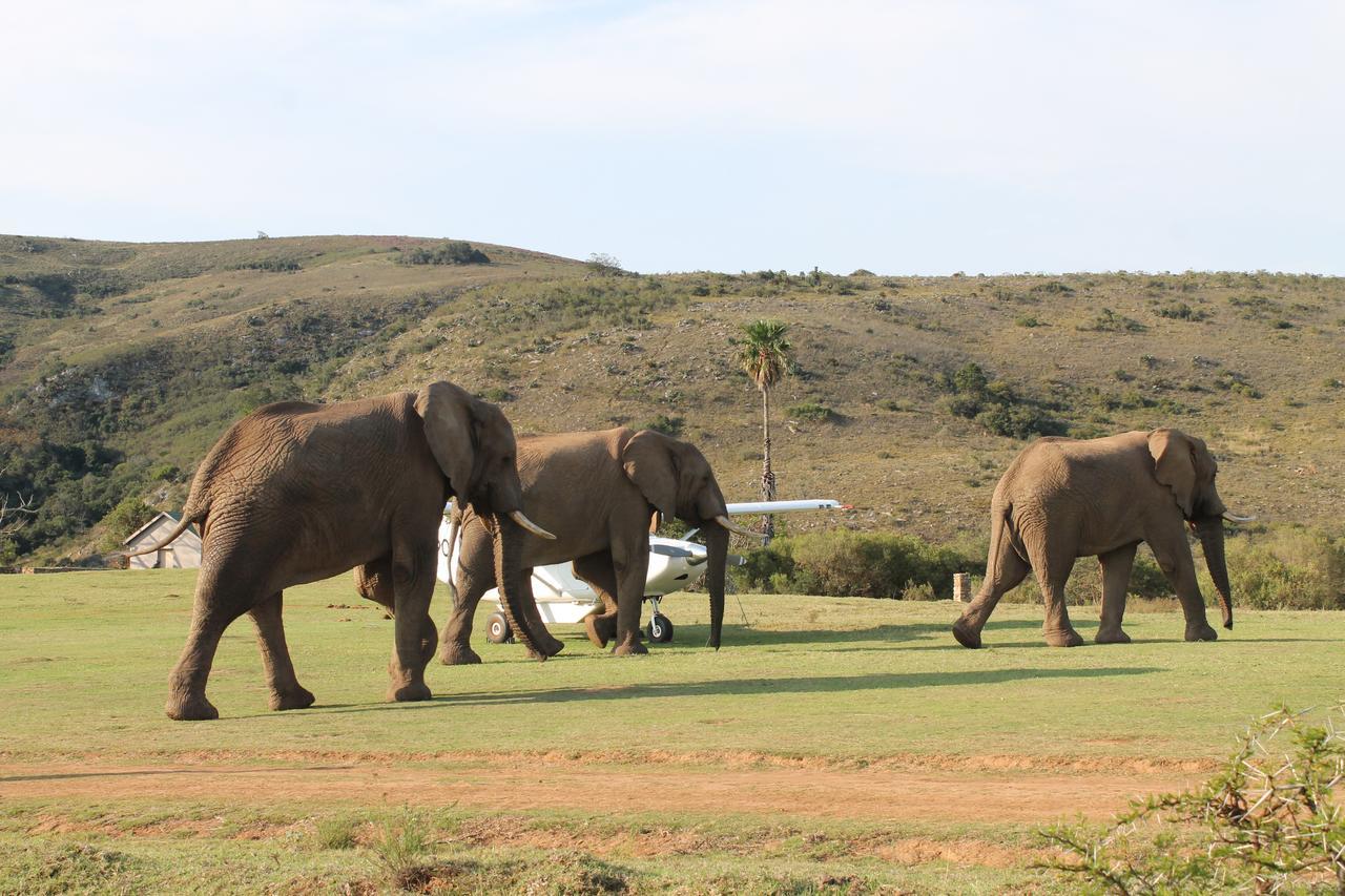 Addo Elephant Lodge & Safaris Kirkwood Ngoại thất bức ảnh