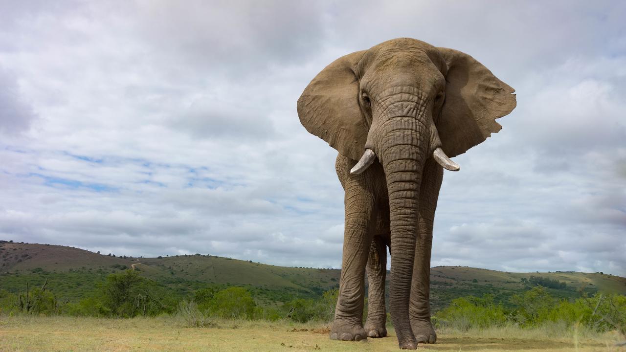 Addo Elephant Lodge & Safaris Kirkwood Ngoại thất bức ảnh
