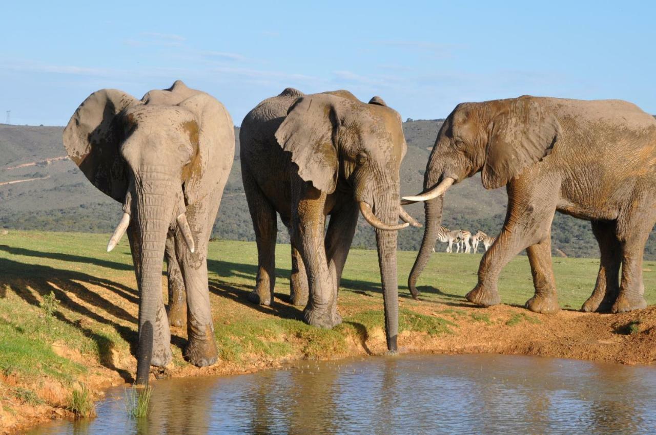 Addo Elephant Lodge & Safaris Kirkwood Ngoại thất bức ảnh