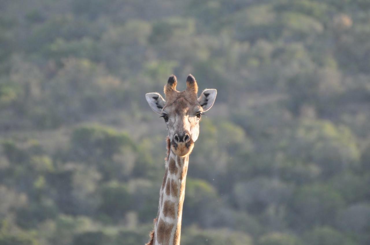 Addo Elephant Lodge & Safaris Kirkwood Ngoại thất bức ảnh